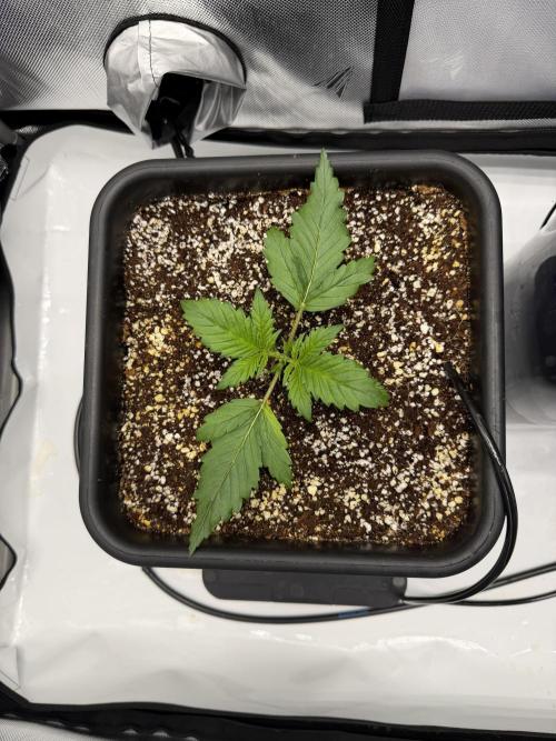 Banana Purple Punch X2. Week 2