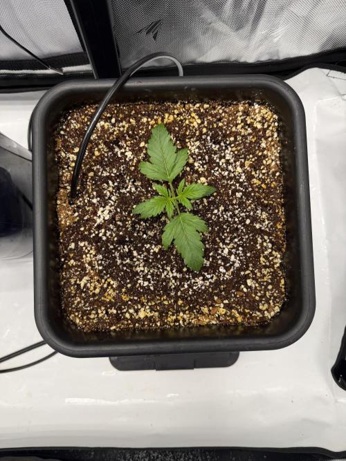 Banana Purple Punch X2. Week 2
