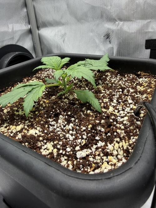 Banana Purple Punch X2. Week 2