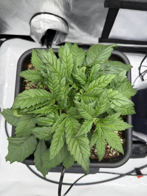 Banana Purple Punch X2. Week 3 - Day 22