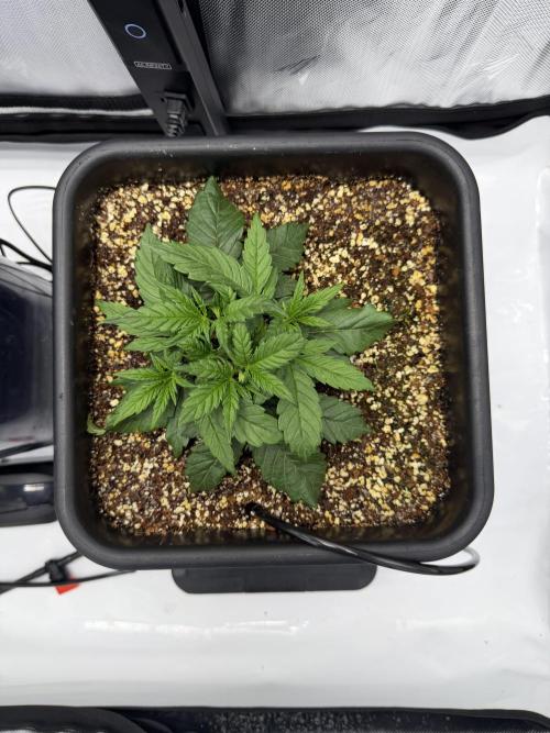 Banana Purple Punch X2. Week 3 - Day 22