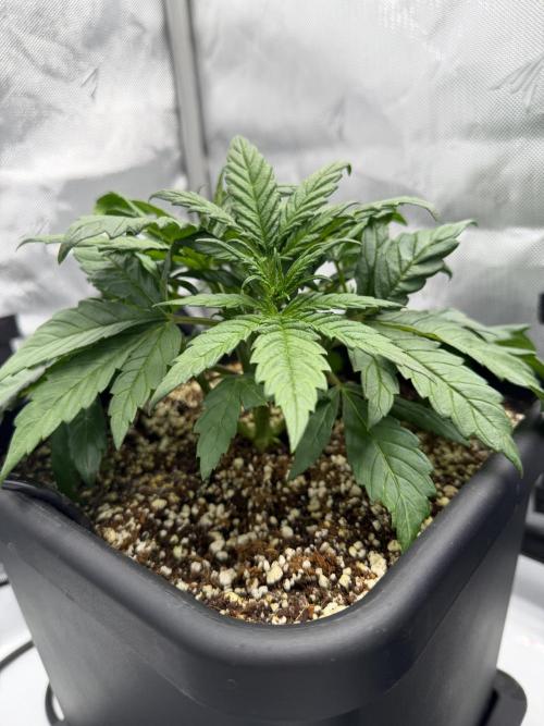 Banana Purple Punch X2. Week 3 - Day 22