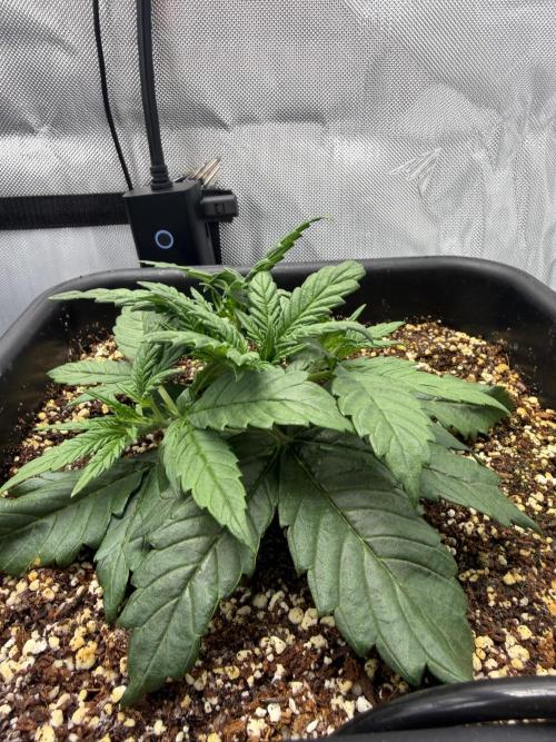Banana Purple Punch X2. Week 3