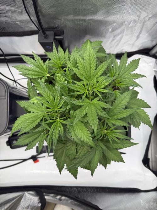 Banana Purple Punch X2. Week 4