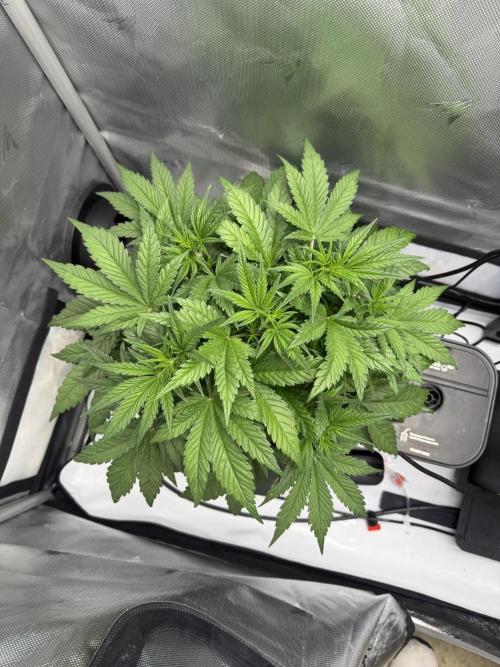 Banana Purple Punch X2. Week 4