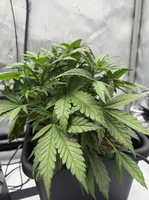 Banana Purple Punch X2. Week 4