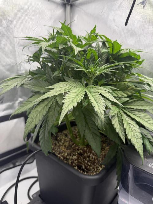Banana Purple Punch X2. Week 4