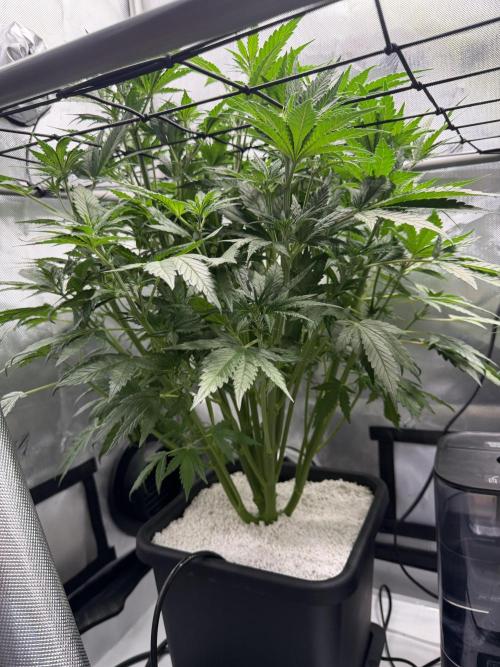 Banana Purple Punch X2. Week 5 - Left (bigger)