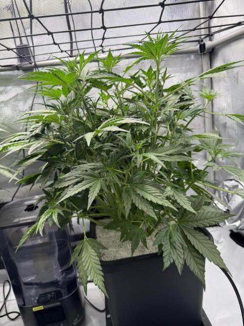 Banana Purple Punch X2. Week 5 - Right (smaller)