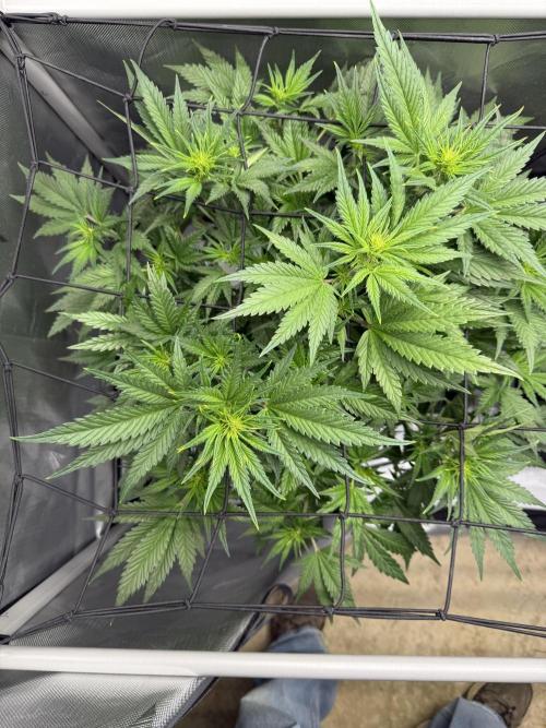 Banana Purple Punch X2. Week 5