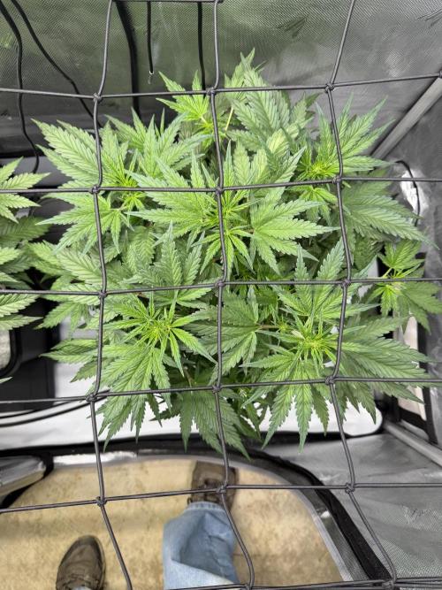 Banana Purple Punch X2. Week 5
