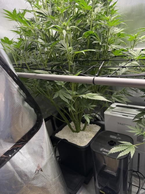 Banana Purple Punch X2. Week 6