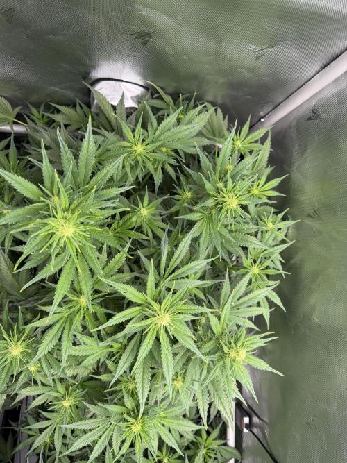 Banana Purple Punch X2. Week 6