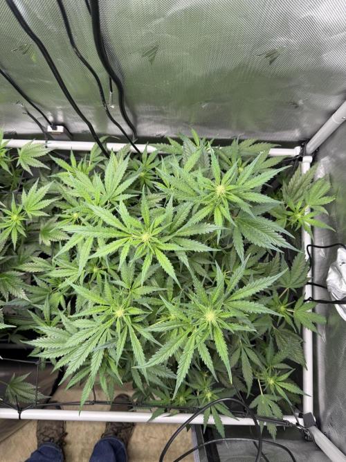 Banana Purple Punch X2. Week 6
