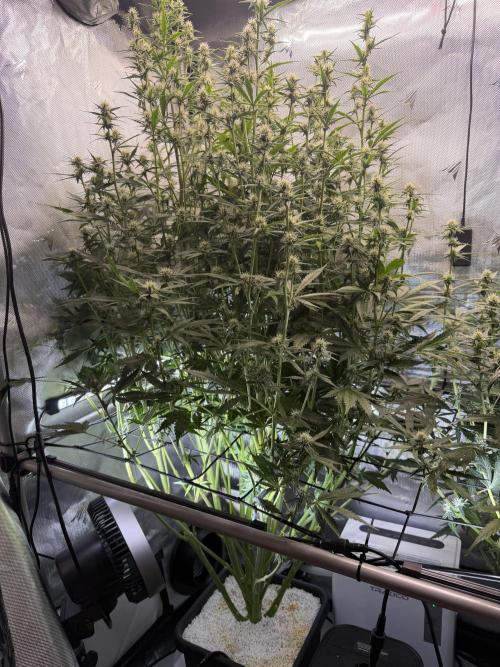 Banana Purple Punch X2. Week 7