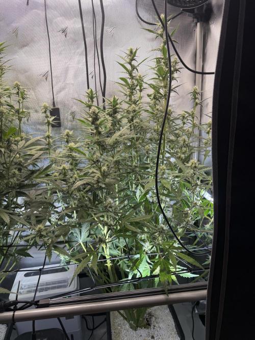 Banana Purple Punch X2. Week 7