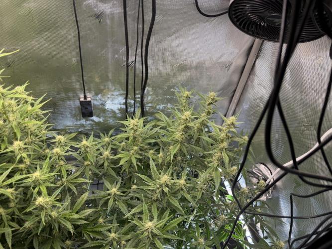 Banana Purple Punch X2. Week 7