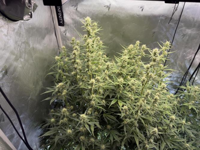 Banana Purple Punch X2. Week 7