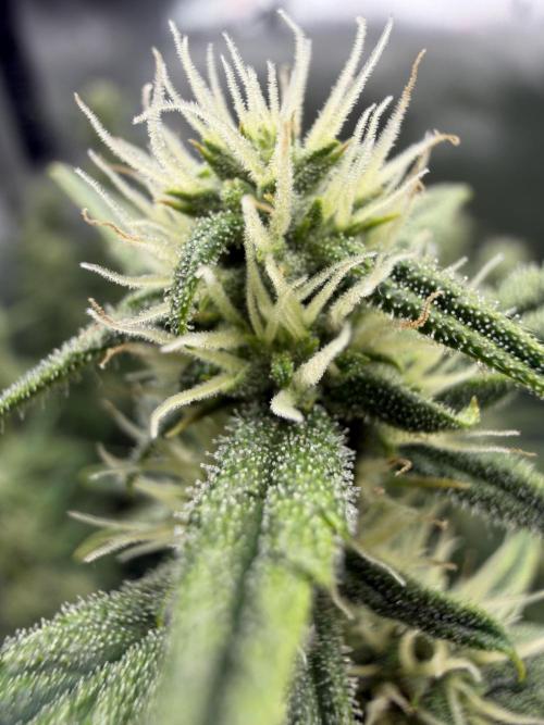 Banana Purple Punch Auto. Week 7