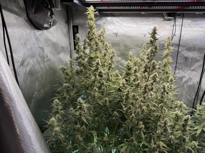 Banana Purple Punch X2. Week 8