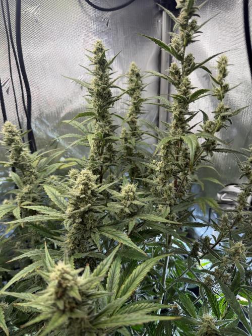 Banana Purple Punch X2. Week 8