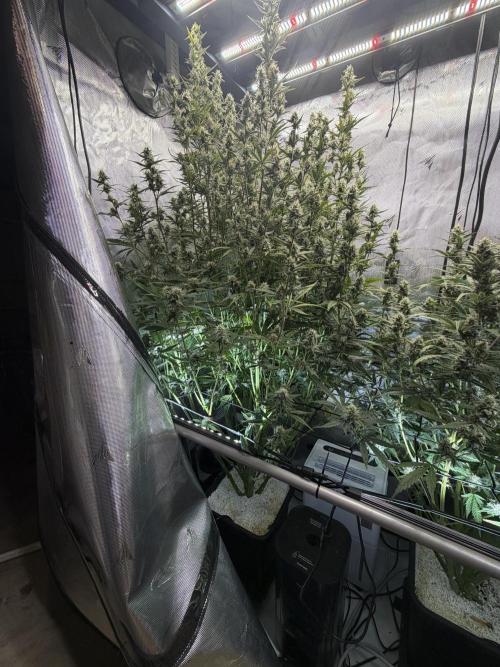 Banana Purple Punch X2. Week 8