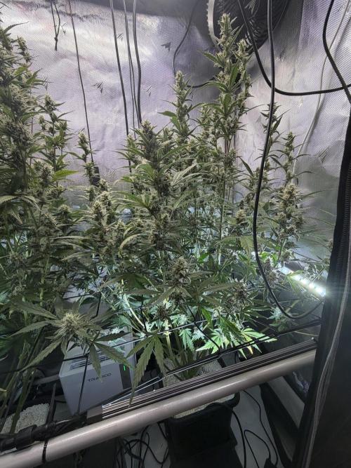 Banana Purple Punch X2. Week 8