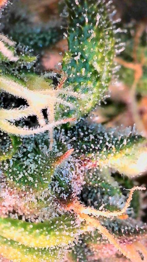 Banana Purple Punch X2. Week 8