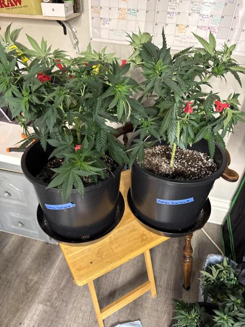 42 fast buds strains. Week 7 - Papaya sherbet 