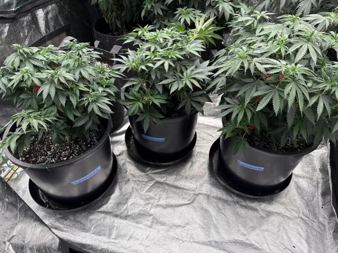 42 fast buds strains. Week 7 - Lemonpaya 