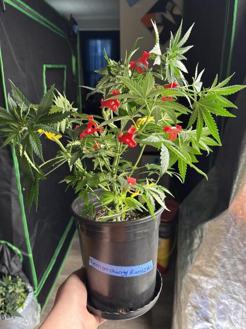 42 fast buds strains. Week 7 - I only have one lemon Cherry runts I only got one to pop And it’s slow going