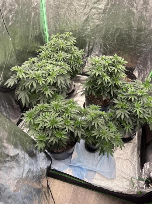 42 fast buds strains. Week 8