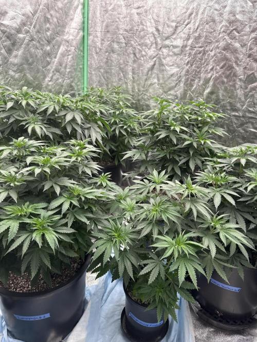 42 fast buds strains. Week 8