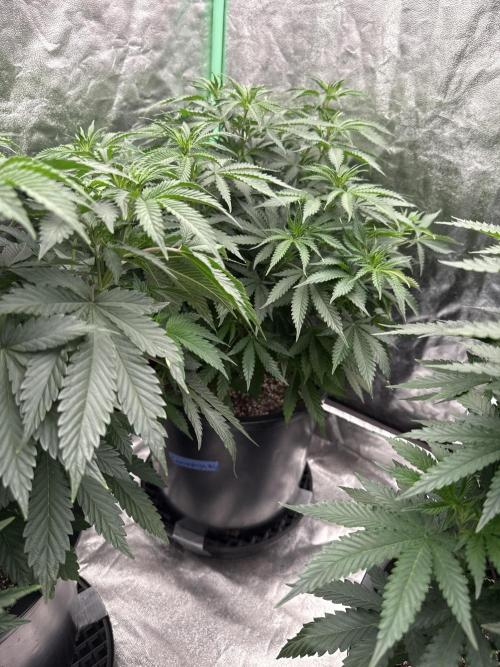42 fast buds strains. Week 8