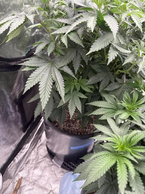 42 fast buds strains. Week 8