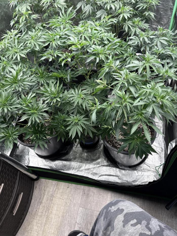 42 fast buds strains. Week 9