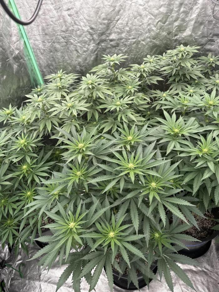 42 fast buds strains. Week 10