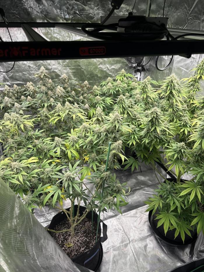 42 fast buds strains. Week 13