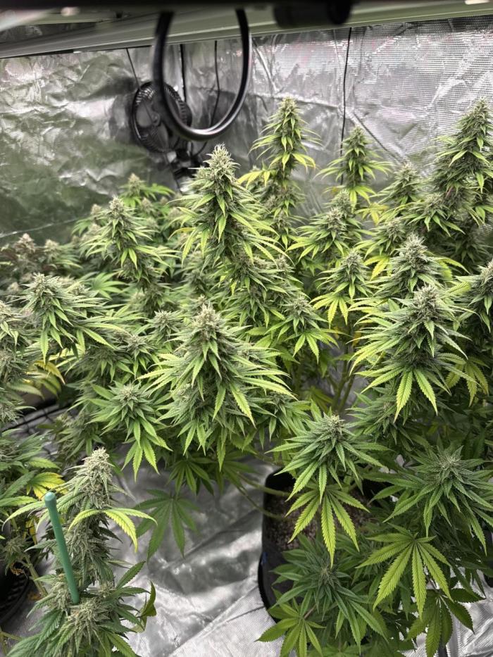 42 fast buds strains. Week 14