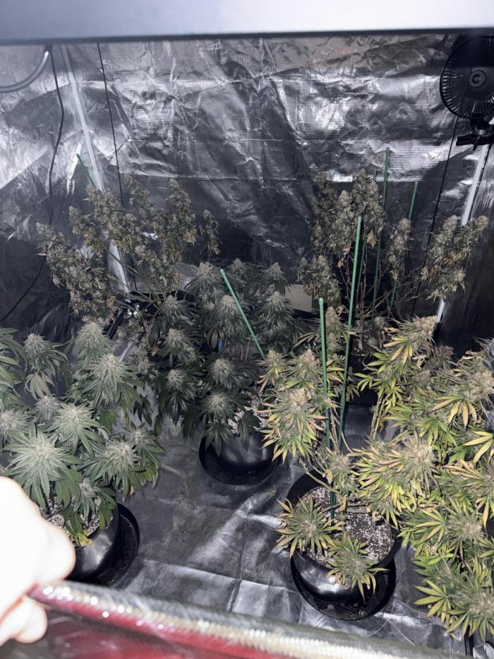 42 fast buds strains. Week 15