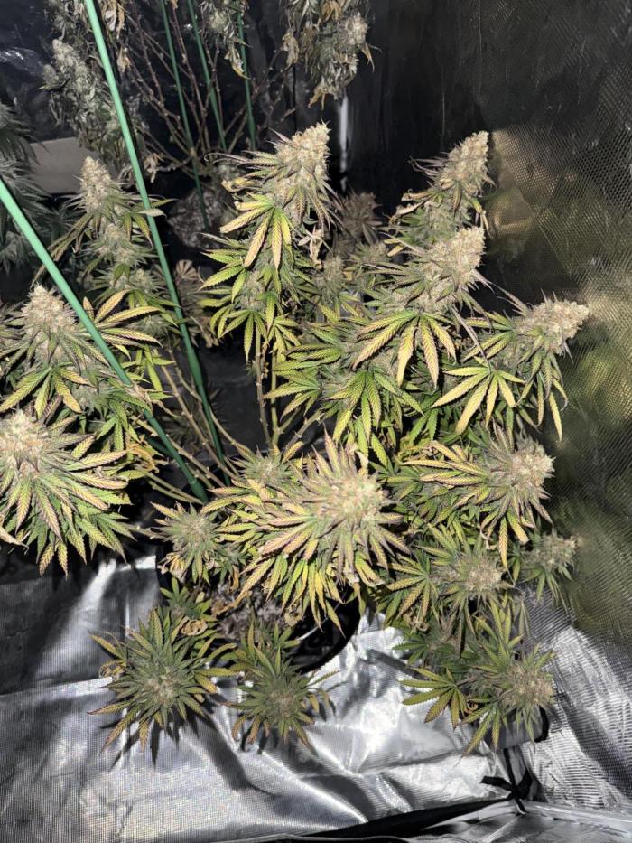 42 fast buds strains. Week 16 - Fire 