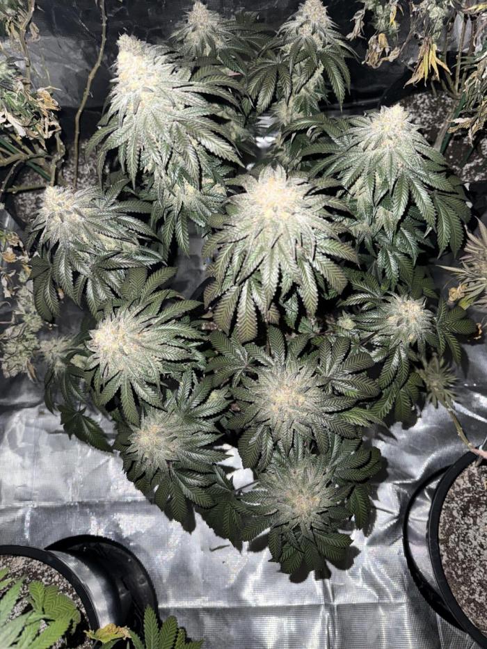 42 fast buds strains. Week 16