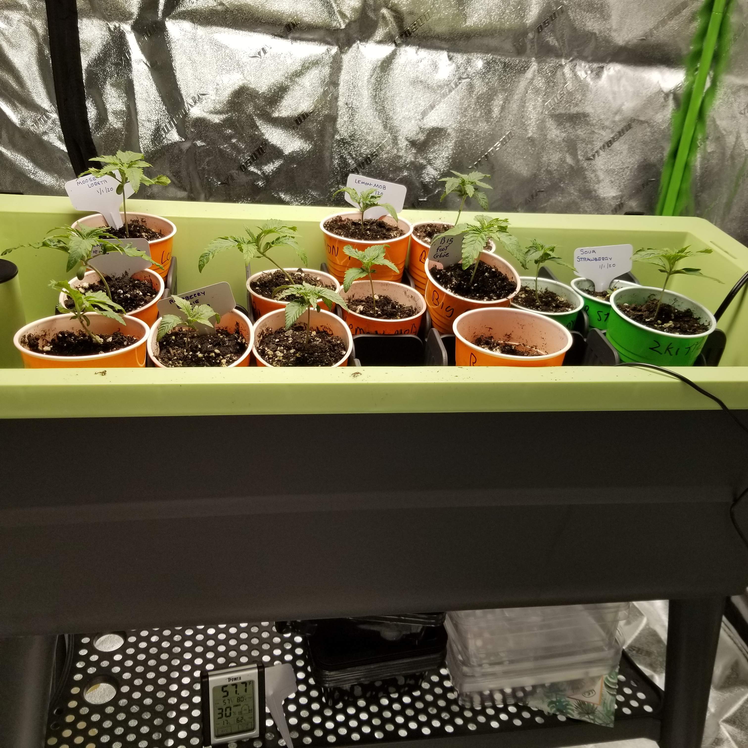 Dynasty Seeds Pineapple Fields, Dynasty Seeds Moose and Lobsta