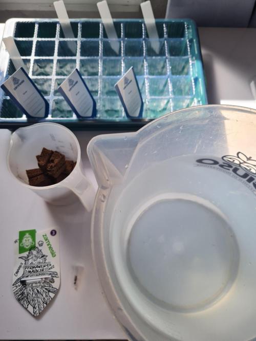 Dognabis#006P. Week 0