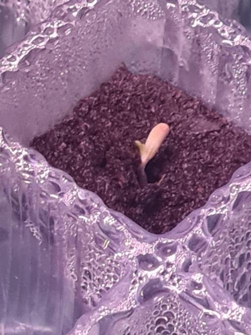 Dognabis#006P. Week 0