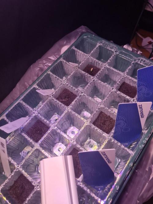 Dognabis#006P. Week 0