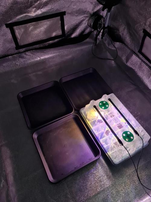 Dognabis#006P. Week 2