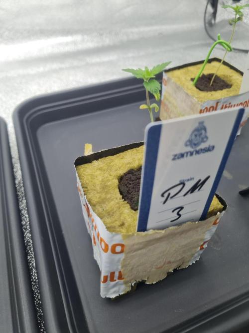 Dognabis#006P. Week 2