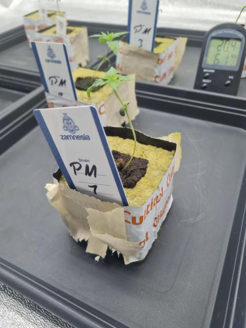 Dognabis#006P. Week 2