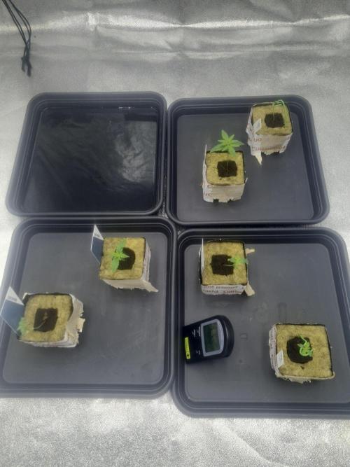 Dognabis#006P. Week 2